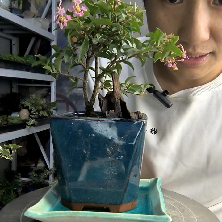 2****7小盆景小植物一物一拍19