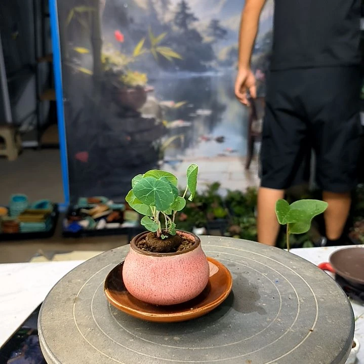 李*军小植物小盆景一物一拍182