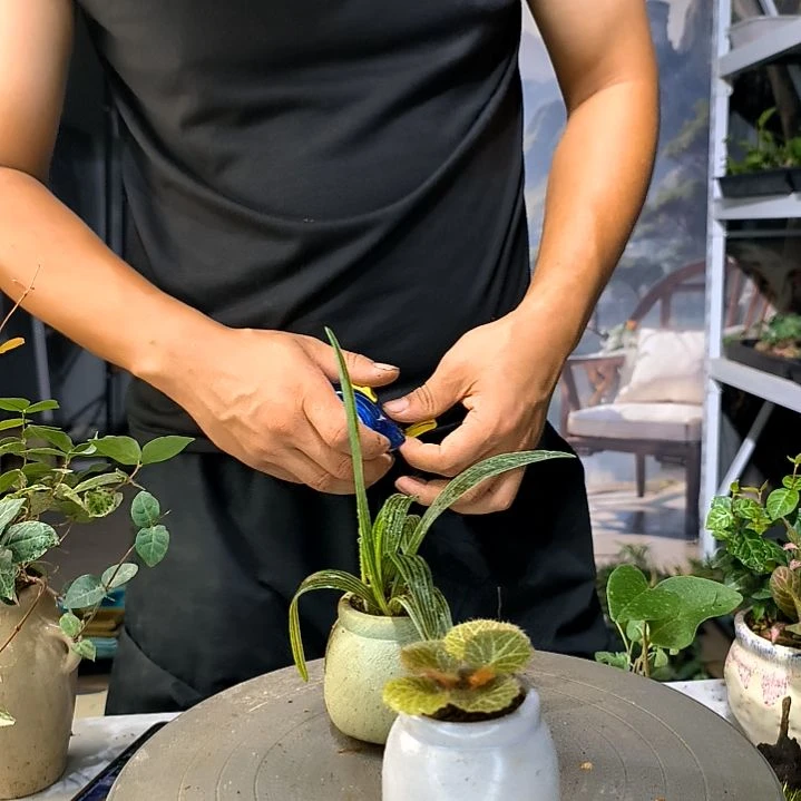 水**水小植物小盆景一物一拍214