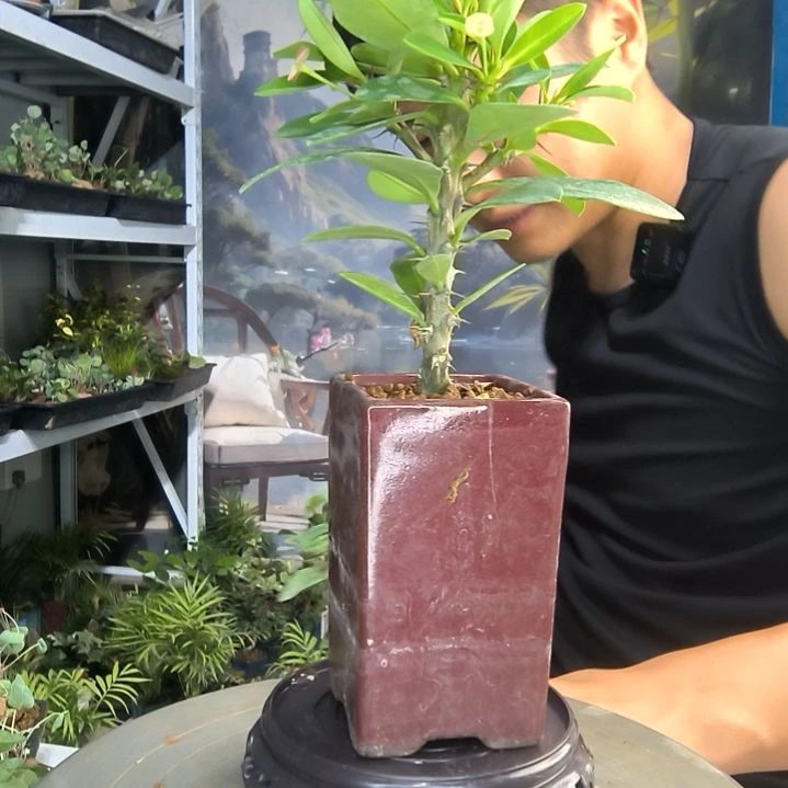 妮*小盆景小植物一物一拍1