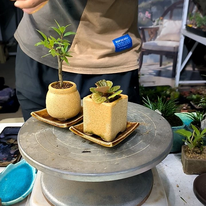 我***果中青小植物一物一拍137