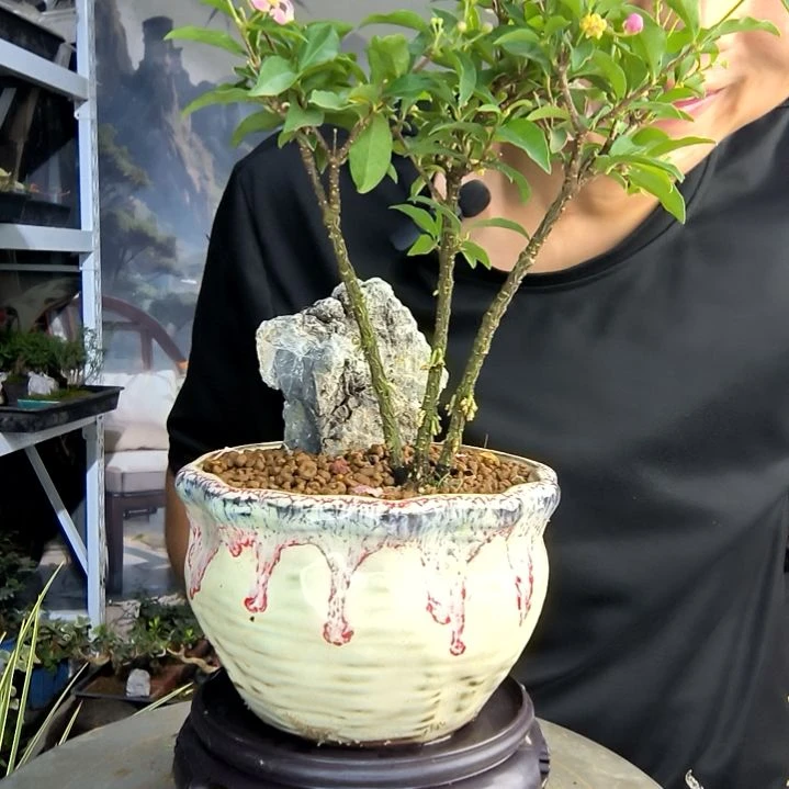 ?小盆景小植物一物一拍68