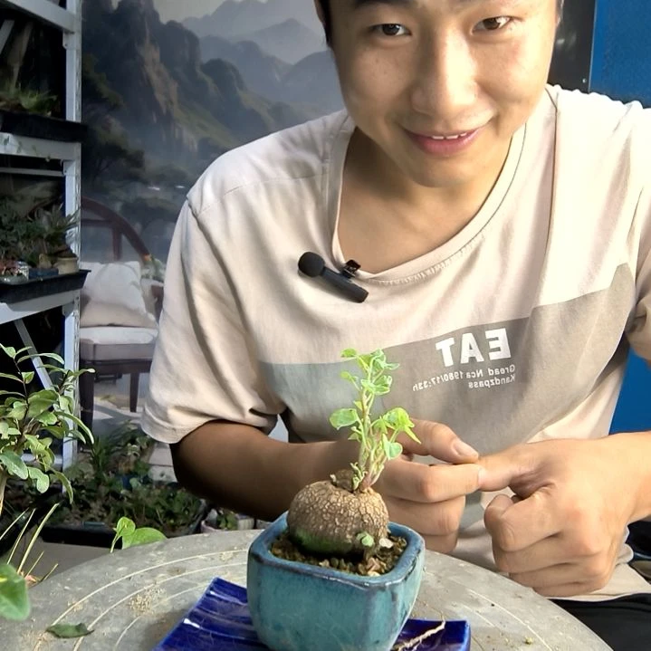 咪**喵小盆景小植物一物一拍14