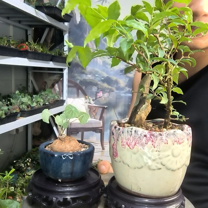 奕*小盆景小植物一物一拍138