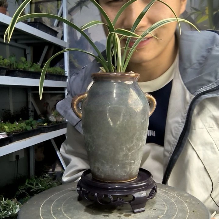 清*小盆景小植物一物一拍38