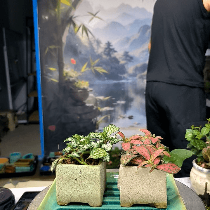 高*大小植物小盆景一物一拍194