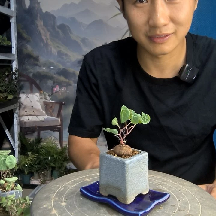 哇****哇小盆景小植物一物一拍96