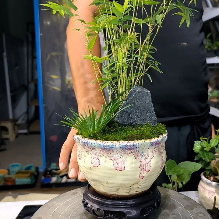 冷***。小植物小盆景一物一拍119