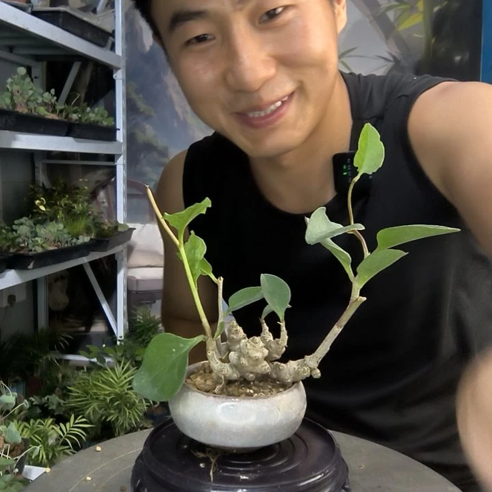 打*油小盆景小植物一物一拍191