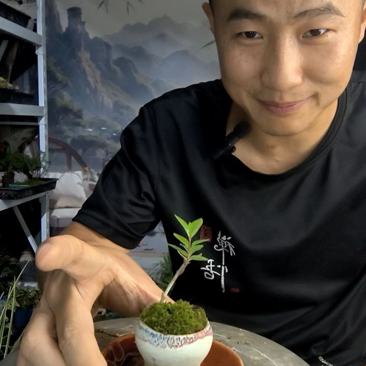 佳*小盆景小植物一物一拍29