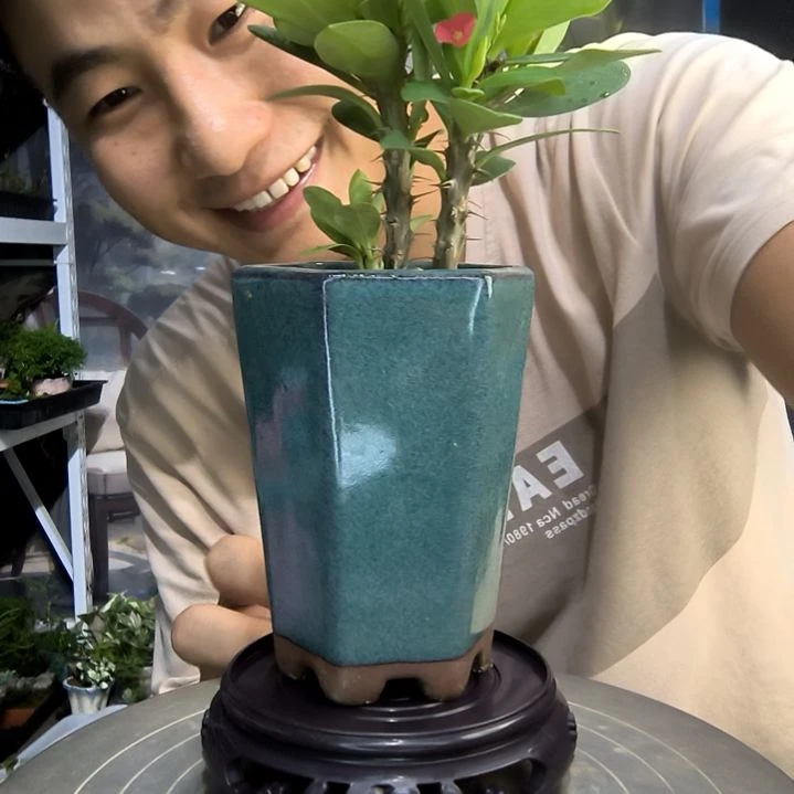 我****?小盆景小植物一物一拍72