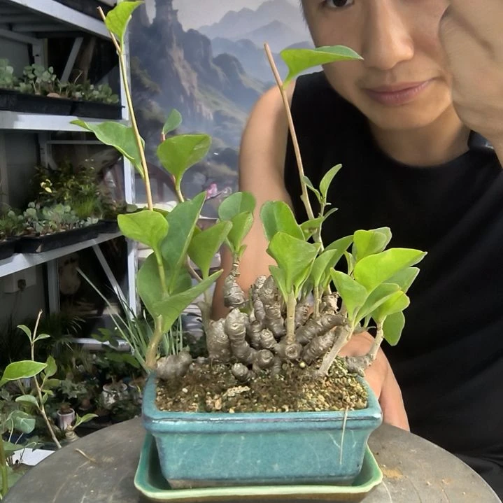 热****学小盆景小植物一物一拍36
