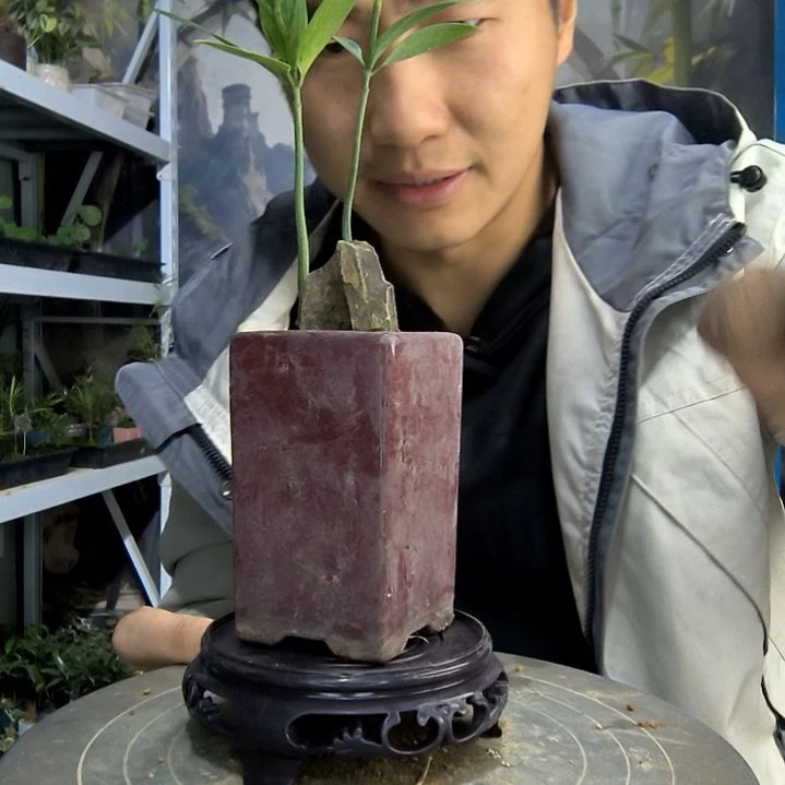 王****n小盆景小植物一物一拍191
