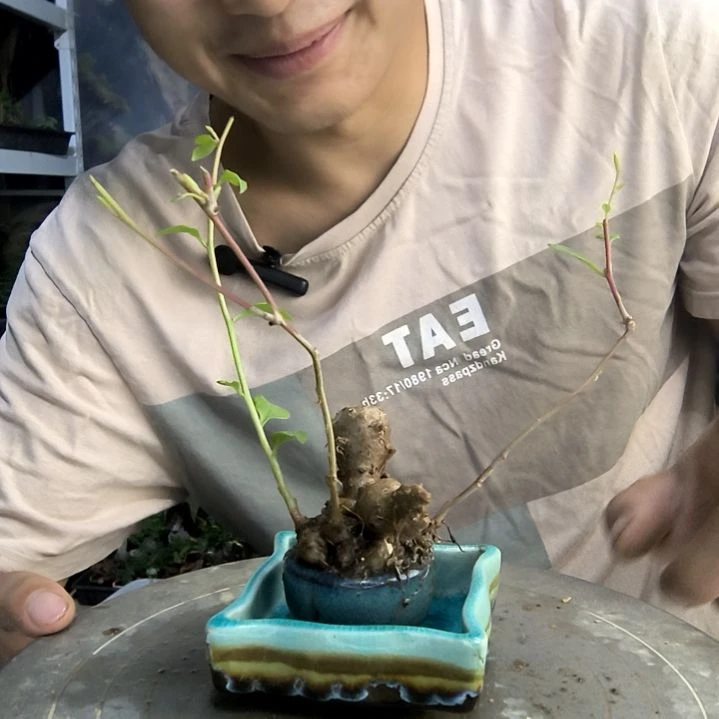 巩****）中青园艺一物一拍2