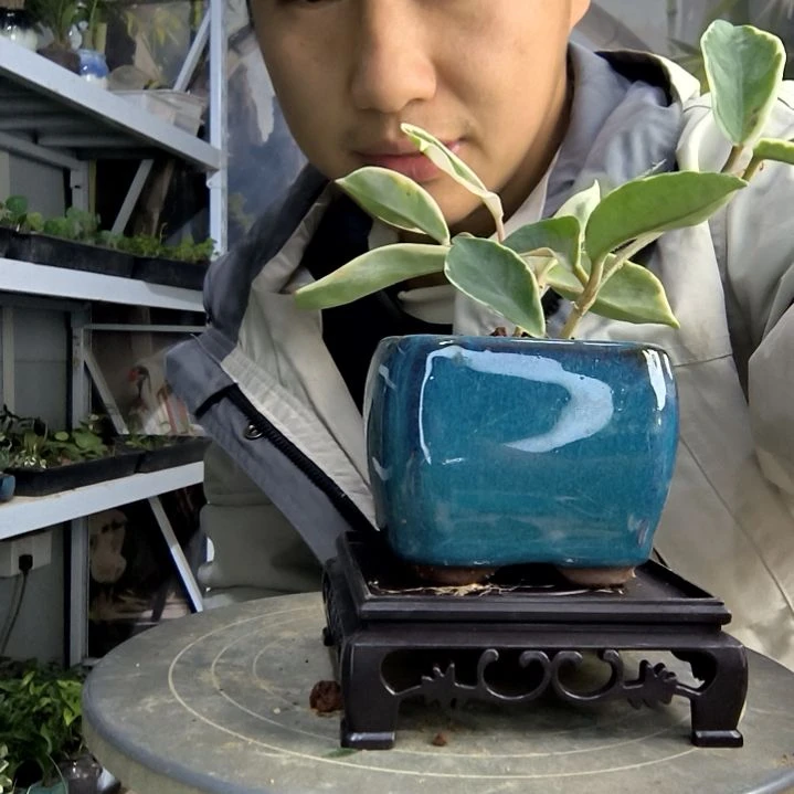 用****5小盆景小植物一物一拍84