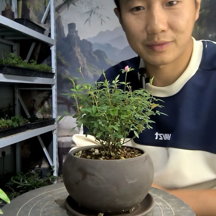 六*小盆景小植物一物一拍107