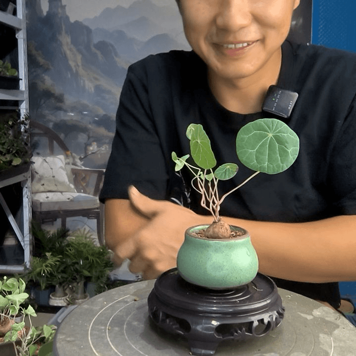 墨**࿐小盆景小植物一物一拍184