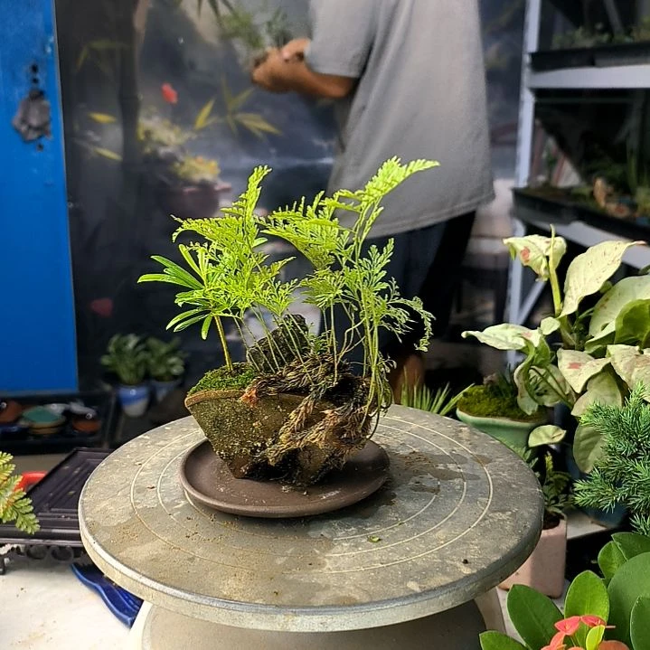 谦**倩中青园艺一物一拍27