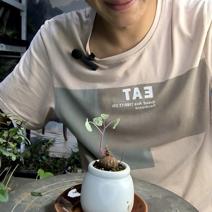 蓝***?小盆景小植物一物一拍205
