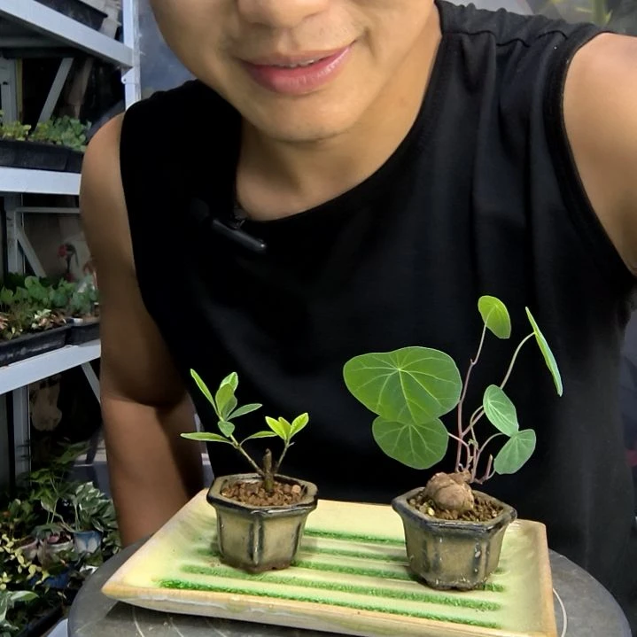 你****吗小盆景小植物一物一拍179