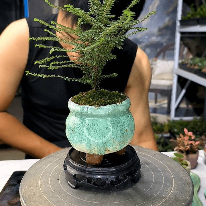 松*小植物小盆景一物一拍190