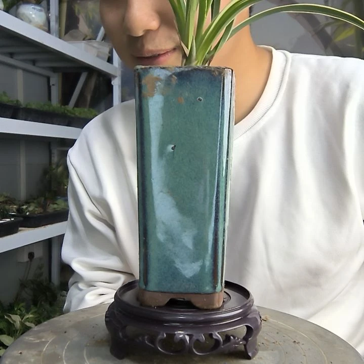 等***…小盆景小植物一物一拍18