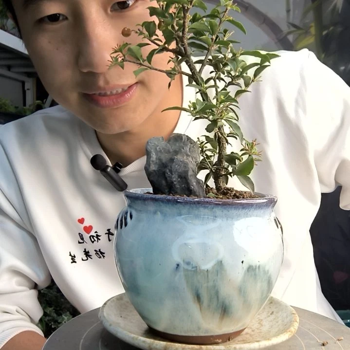 鲲小盆景小植物一物一拍161