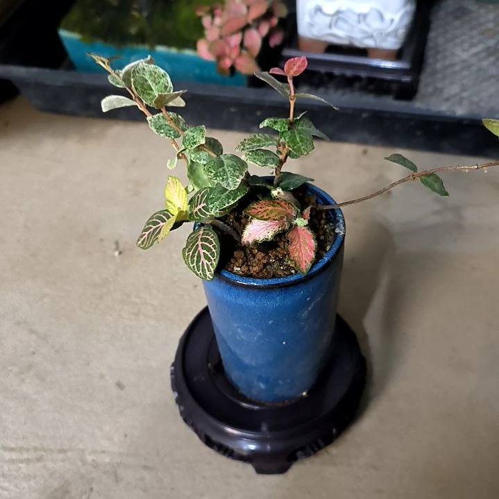 婷*?小盆景小植物一物一拍114