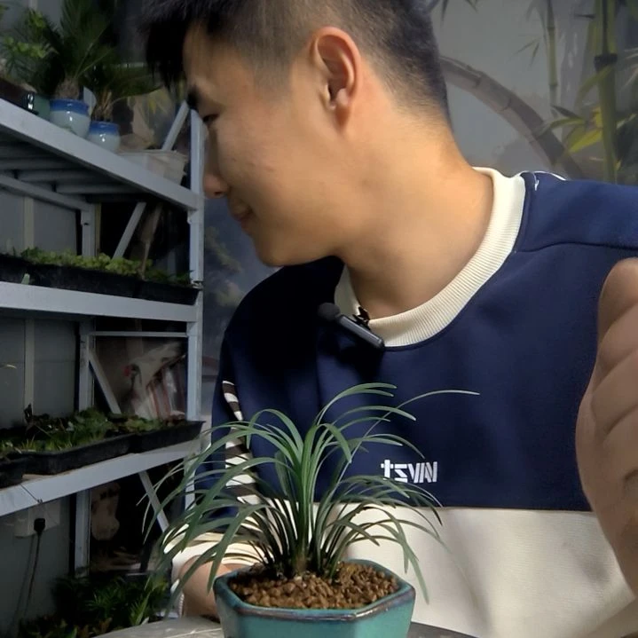 萤**森小盆景小植物一物一拍23