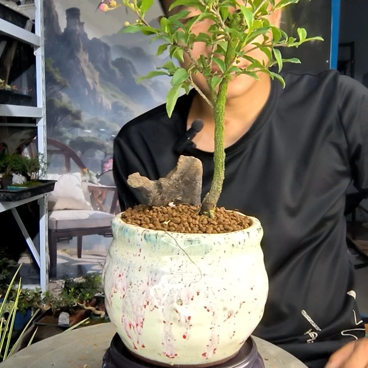 ༕****」小盆景小植物一物一拍97