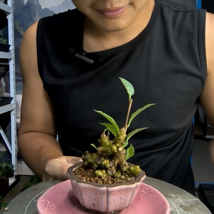 毛*小盆景小植物一物一拍187