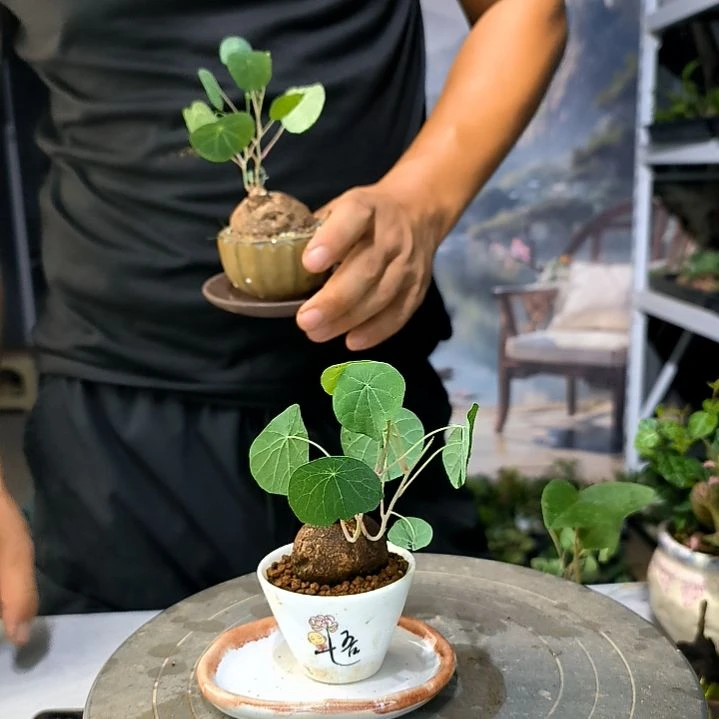 龙*槐小植物小盆景一物一拍22