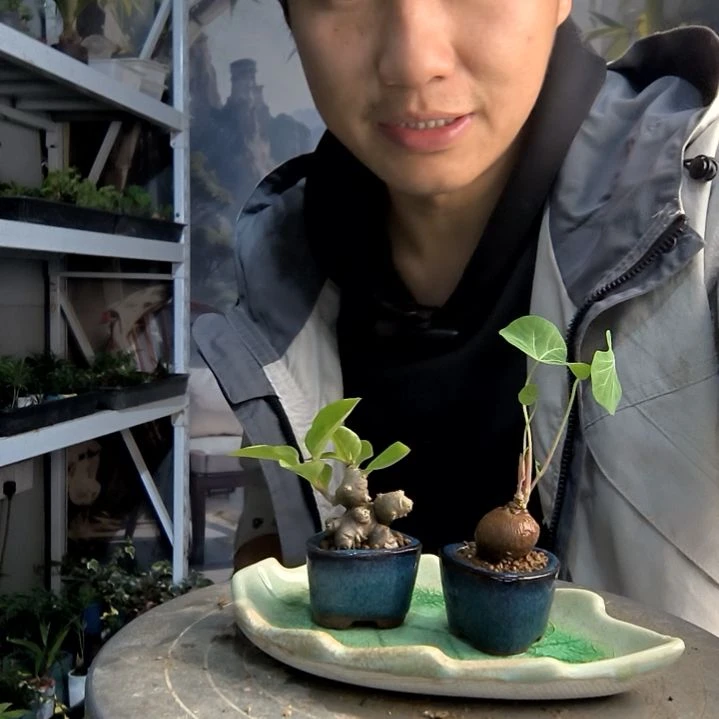 自*人小盆景小植物一物一拍91