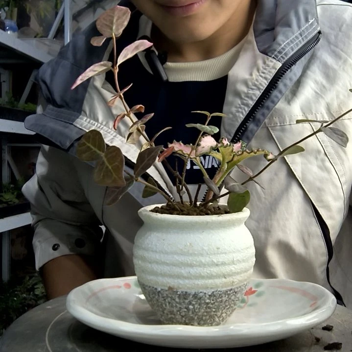 潼**…小盆景小植物一物一拍104