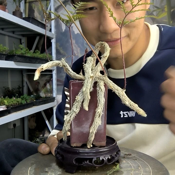 贝*小盆景小植物一物一拍84