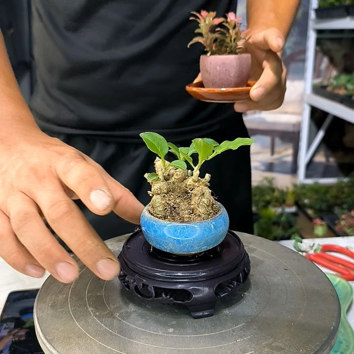 齐*哼小植物小盆景一物一拍180