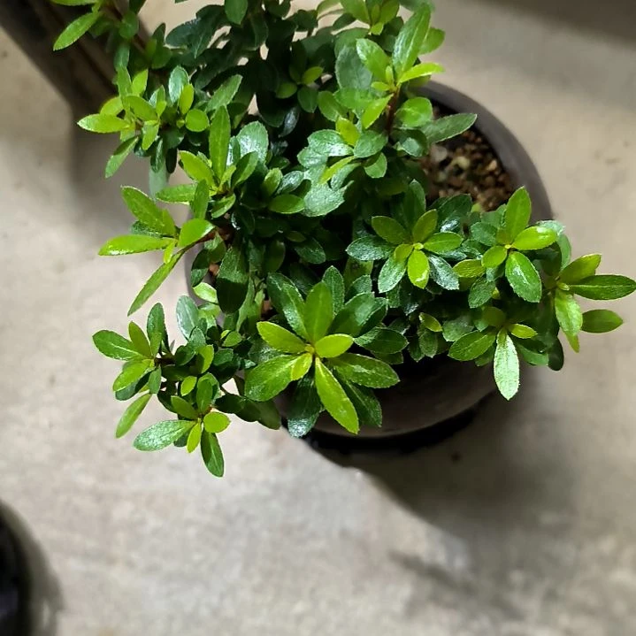 唐**雨小盆景小植物一物一拍248