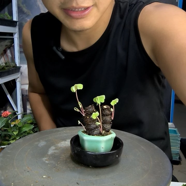 阿*小盆景小植物一物一拍80