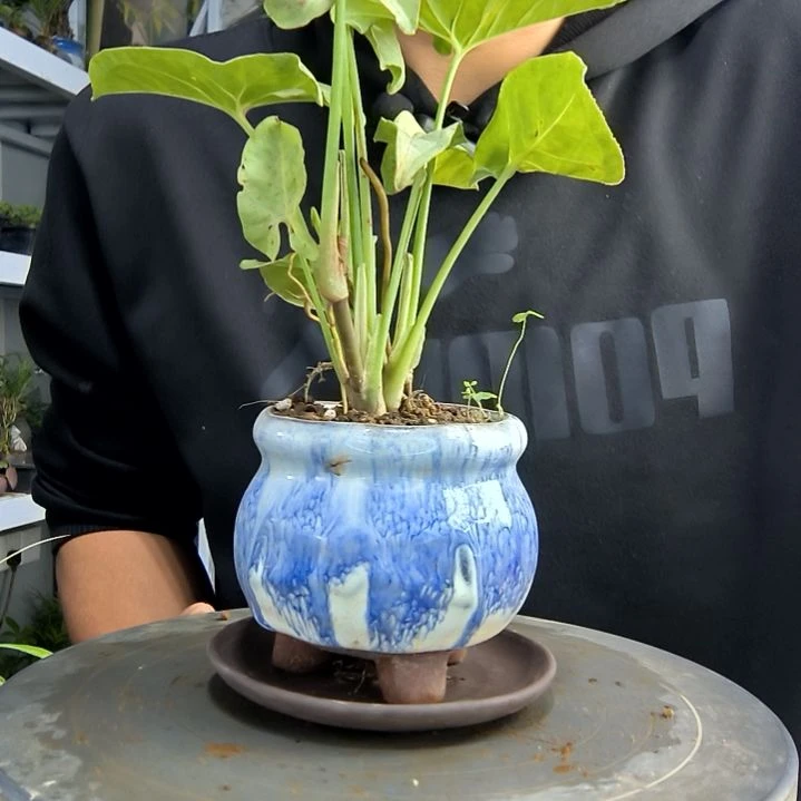 啦**啦小盆景小植物一物一拍144