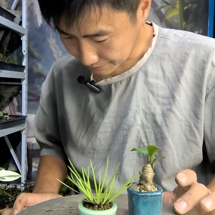 用****4小盆景小植物一物一拍193