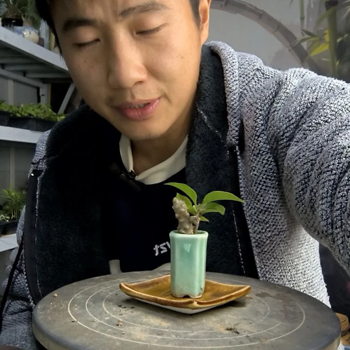 ?*曾小盆景小植物一物一拍33