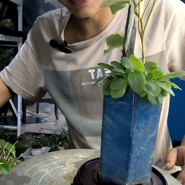 B*n小盆景小植物一物一拍68