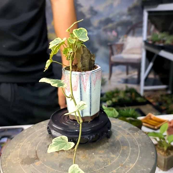 小****草中青盆景一物一拍13