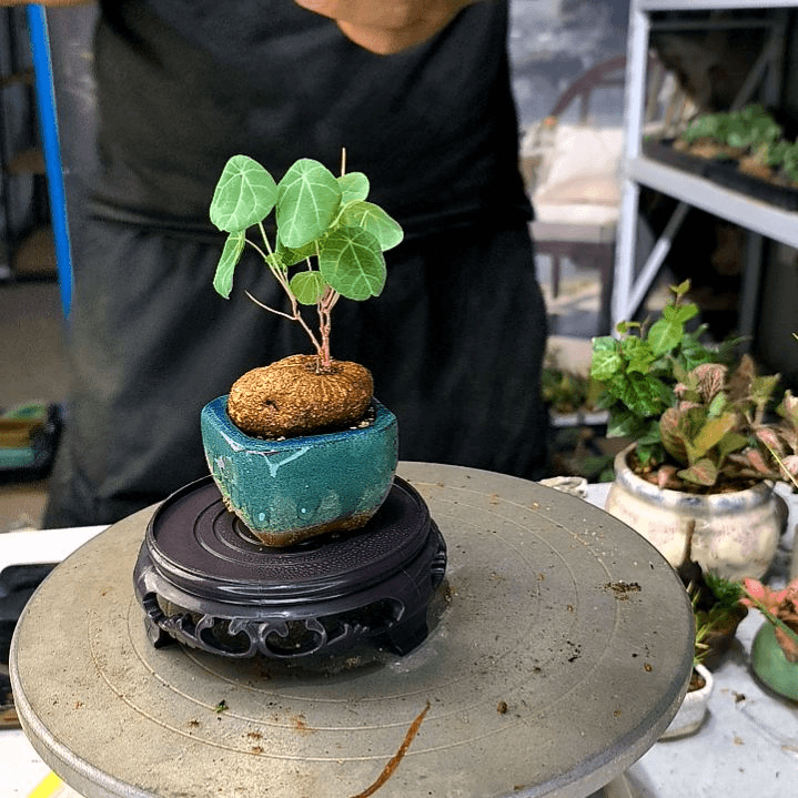 蔡*小植物小盆景一物一拍32
