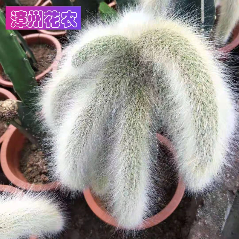 开花仙人球 进口新款长毛品种九尾狐 办公室内防辐射自产自销批发