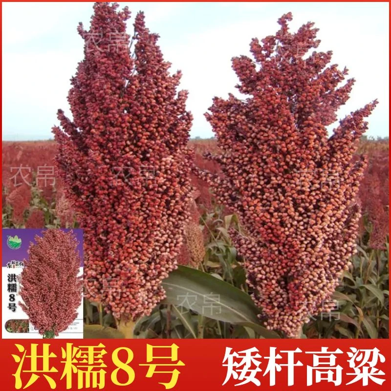 糯高粱种子酿酒专用高产抗旱矮杆早熟优质红高粱籽大籽粒洪糯8号