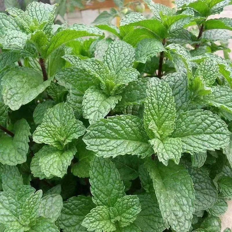 贵州十香农家野生菜新鲜石香菜鱼香菜时令野菜狗肉香留兰香薄荷