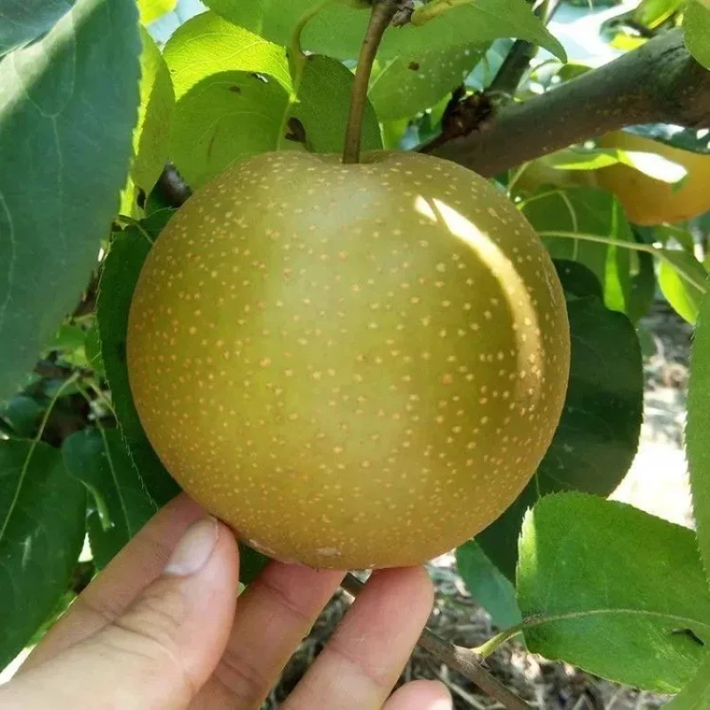 正宗沙梨苗黄花梨树苗嫁接沙梨果树可盆栽耐寒水果树苗肉甜脆爽