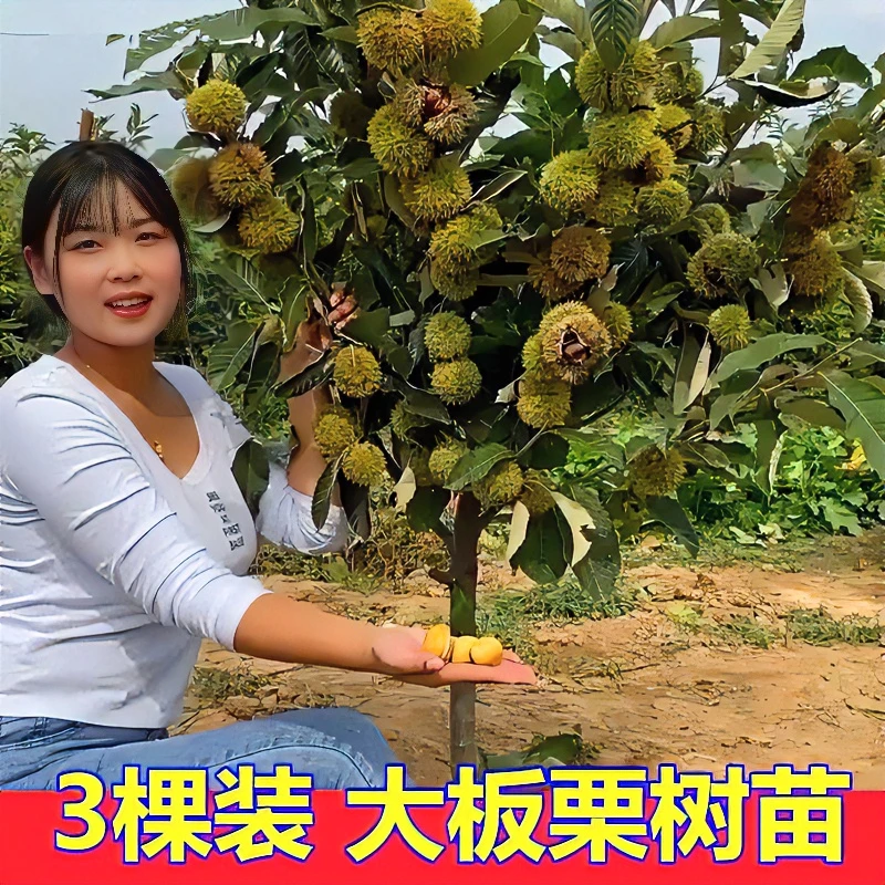 嫁接板栗树苗大红袍油栗子南北方种植抗寒耐旱当年结果