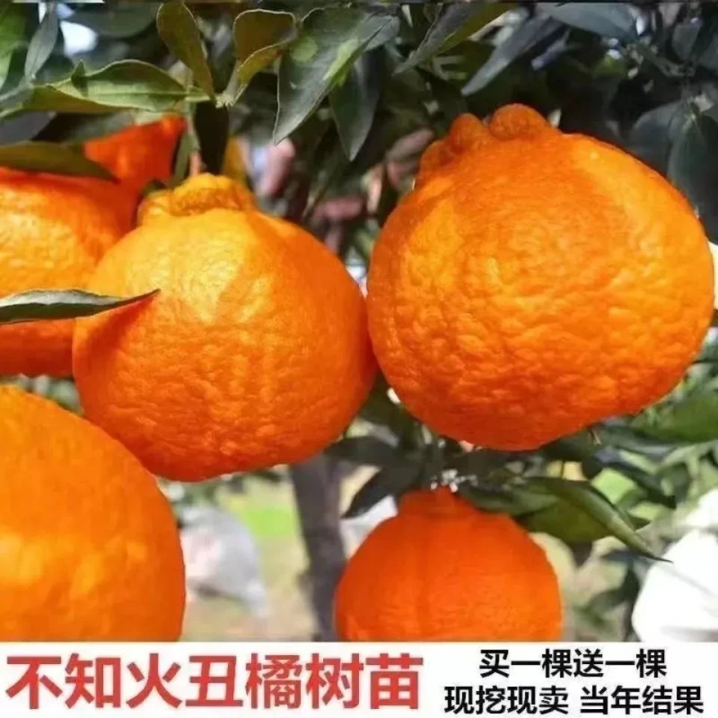 丑橘树苗桔子果苗四川丑八怪不知火春见粑粑柑桔南北方种当年结果